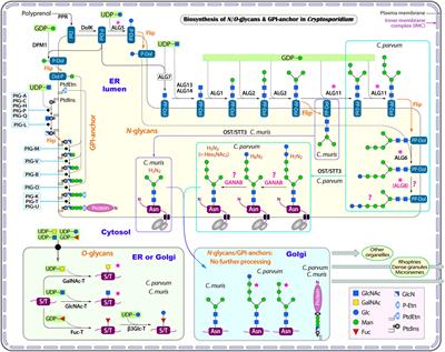 Genomic reconstruction and features of glycosylation pathways in the apicomplexan Cryptosporidium parasites